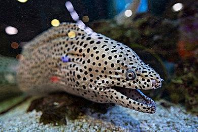 PS5《黑衣人》游戏短暂现身 由《往日不再》工作室打造