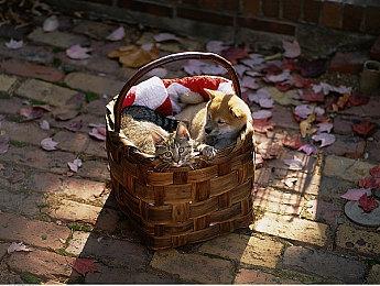 动作冒险游戏《暗影诅咒：地狱重制版》今日发售！创作者寄语公布